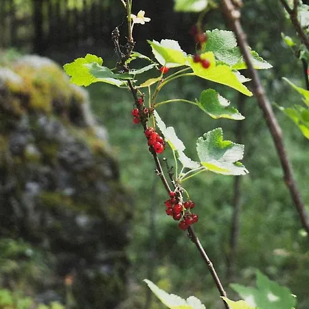 Waterfall Retreat Ferienhaus *